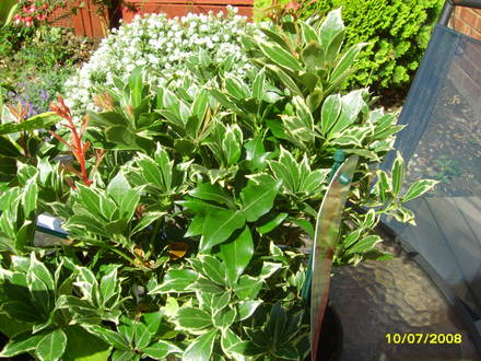 Pieris Japonica (Pieris japonica 'Carnaval')