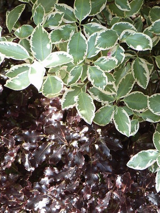 Pittosporum tenuifolium foliage (Pittosporum tenuifolium)