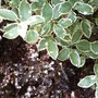 Pittosporum__garnettii__and__tom_thumb_