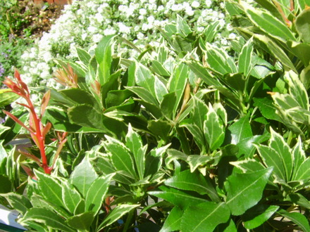 Pieris Japonica (Pieris japonica 'Carnaval')