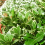 Pieris Japonica (Pieris japonica 'Carnaval')