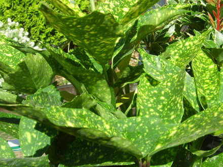Spotted Laurel (Aucuba japonica Variegata)