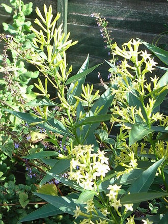 Cestrum parqui (Cestrum parqui)