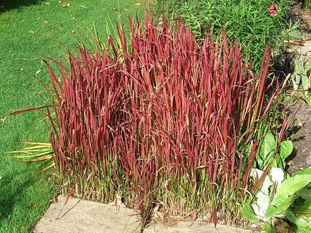 Imperata cylindrica (Imperata cylindrica)