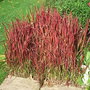 Imperata_cylindrica__red_baron_
