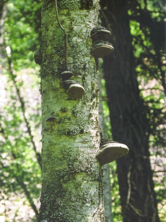 Fungus on a tree near my parents' cabin