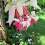 Fuchsia Circus spangles (Fuchsia Hybrid)
