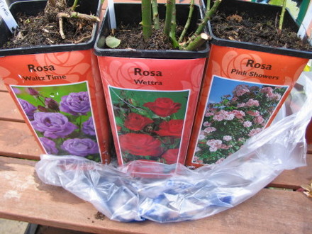 My Bargain Roses three for £1 49p