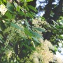 Holodiscus discolor