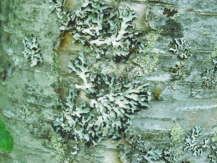 Lichen on Birch tree
