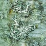 Lichen_tree