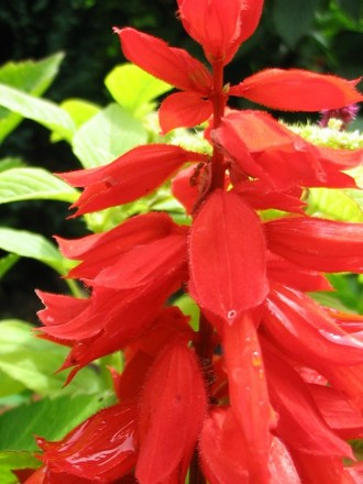 Salvia Vista Red (Salvia)