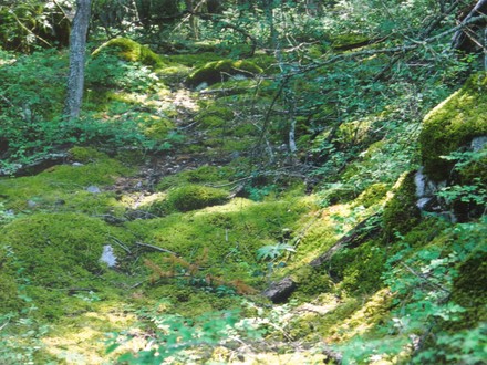 mossy glen near my parents' cabin