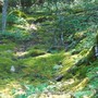 Mossy_glen