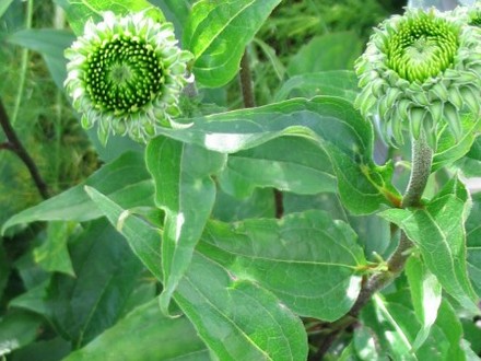 Echinacea buds (Echinacea Purpurea)
