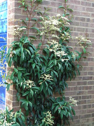 Pileostegia viburnoides (Pileostegia viburnoides)