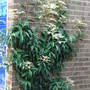 Pileostegia_viburnoides