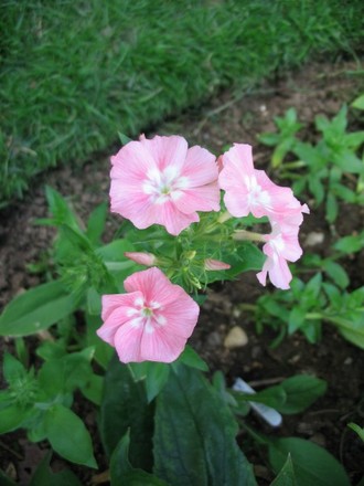 Phlox (Phlox)