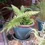 July08_tree_fern