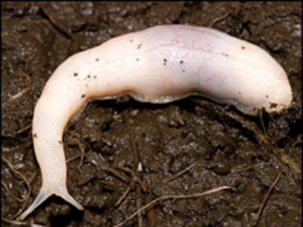 Blodyn's Ghost Slug
