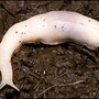 Blodyn's Ghost Slug