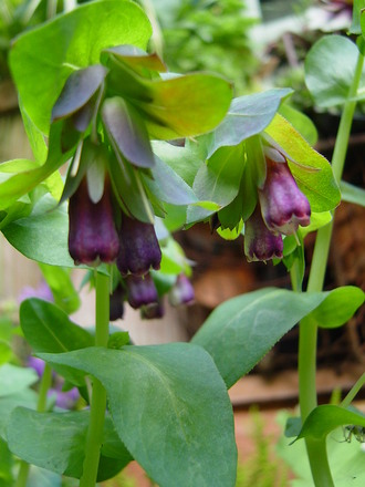 Cerinthe 'Blue kiwi' July 2008. (Cerinthe major purpurescens)