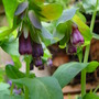 Garden_july_2008_011