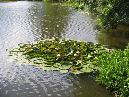Giant water lilies on the mere.