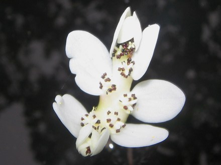Water hawthorn - first pond flower.