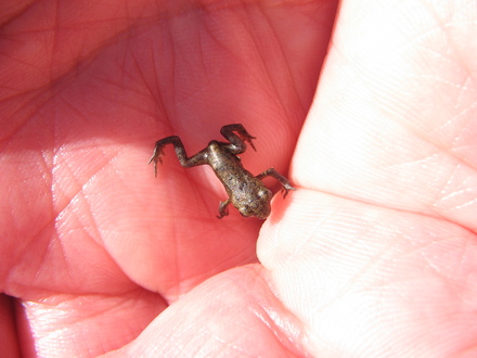 Micro frog - hand reared and trained.