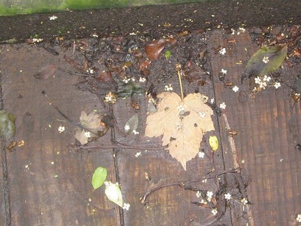 Micro frogs can you spot them?