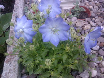 campanula carpatica (Campanula carpatica (Bellflower))
