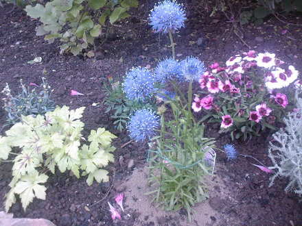 jasione laevis 'blue light' (jasione laevis blue light)