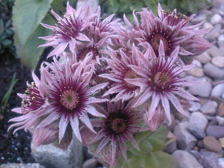 houseleek flower (Sempervivum tectorum (Common Houseleek))