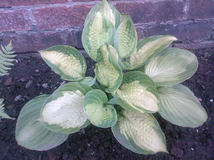 hosta 'captain kirk' (hosta)