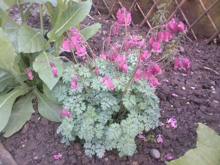 dicentra king of hearts