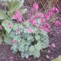 dicentra king of hearts