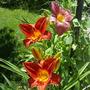 Daylilies