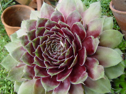 Houseleek. (Sempervivum tectorum (Common Houseleek))