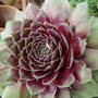Garden_july_2008_012