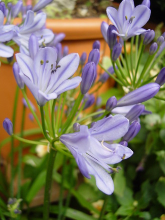 Agapanthus. July 2008. (Agapanthus africanus (African blue lily))