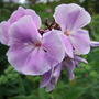 Lilac_phlox