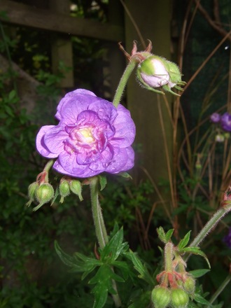 Geranium pratense 'Flore Pleno' (Geranium pratense 'Flore Pleno')