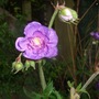 Geranium_pratense__flore_pleno_