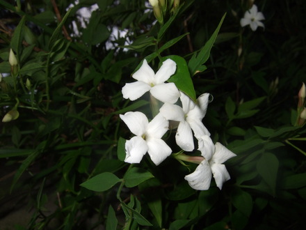 Jasminum officinale (Jasminum officinale)