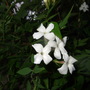 Jasminum_officinale
