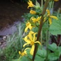 Ligularia stenocephala