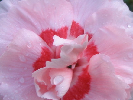 Garden Pinks Doris (Garden Pinks)