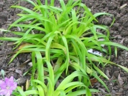Golden Wood Sedge (Wood Sedge)