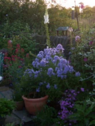A garden flower photo